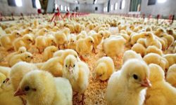 ۳۰۰ تن نیاز روزانه گوشت مرغ در آذربایجان‌شرقی