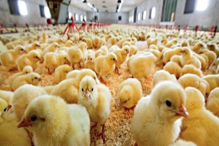 ۳۰۰ تن نیاز روزانه گوشت مرغ در آذربایجان‌شرقی