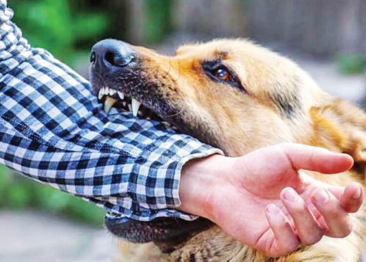 ثبت سالانه ۱۵ هزار مورد گازگرفتگی سگ در کشور